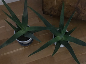 Aloe vera kasvit 3 kpl, Kasvit ja siemenet, Piha ja puutarha, Helsinki, Tori.fi Aloe vera kasvit 3 kpl, Kasvit ja siemenet, Piha ja puutarha, Helsinki, Tori.fi