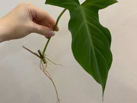 Philodendron Camposportoanum, Kasvit ja siemenet, Piha ja puutarha, Kirkkonummi, Tori.fi Philodendron Camposportoanum, Kasvit ja siemenet, Piha ja puutarha, Kirkkonummi, Tori.fi