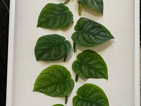 Monstera Dubia, Kasvit ja siemenet, Piha ja puutarha, Kirkkonummi, Tori.fi Monstera Dubia, Kasvit ja siemenet, Piha ja puutarha, Kirkkonummi, Tori.fi