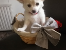 Koiran pentuja, Koirat, Lemmikkieläimet, Sastamala, Tori.fi Koiran pentuja, Koirat, Lemmikkieläimet, Sastamala, Tori.fi