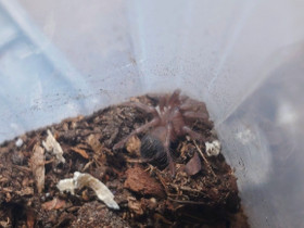 Pterinopelma sazimai, Muut eläimet, Lemmikkieläimet, Vaasa, Tori.fi Pterinopelma sazimai, Muut eläimet, Lemmikkieläimet, Vaasa, Tori.fi