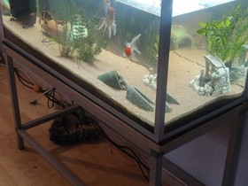 200l akvaario + kalat ja tarvikkeet, Kalat ja akvaariot, Lemmikkieläimet, Janakkala, Tori.fi 200l akvaario + kalat ja tarvikkeet, Kalat ja akvaariot, Lemmikkieläimet, Janakkala, Tori.fi