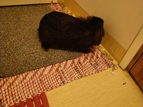 Kani, Jyrsijät, Lemmikkieläimet, Lempäälä, Tori.fi Kani, Jyrsijät, Lemmikkieläimet, Lempäälä, Tori.fi