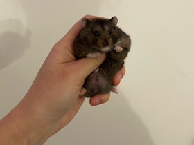 Venäjänkääpiöhamsteri campbelli, Jyrsijät, Lemmikkieläimet, Nurmijärvi, Tori.fi Venäjänkääpiöhamsteri campbelli, Jyrsijät, Lemmikkieläimet, Nurmijärvi, Tori.fi