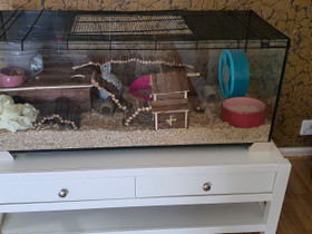 Terraario, Muut eläintarvikkeet, Lemmikkieläimet, Lahti, Tori.fi Terraario, Muut eläintarvikkeet, Lemmikkieläimet, Lahti, Tori.fi