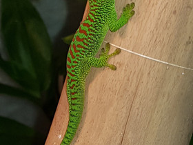 Madagaskarin päivägekko poikasia, Muut eläimet, Lemmikkieläimet, Tampere, Tori.fi Madagaskarin päivägekko poikasia, Muut eläimet, Lemmikkieläimet, Tampere, Tori.fi