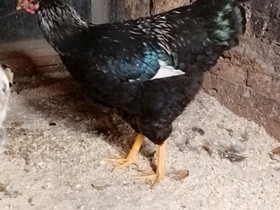 Barnevelder kukko, Muut eläimet, Lemmikkieläimet, Mikkeli, Tori.fi Barnevelder kukko, Muut eläimet, Lemmikkieläimet, Mikkeli, Tori.fi