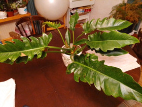 Köynnösvehka Philodendron Narrow, Kasvit ja siemenet, Piha ja puutarha, Mikkeli, Tori.fi Köynnösvehka Philodendron Narrow, Kasvit ja siemenet, Piha ja puutarha, Mikkeli, Tori.fi