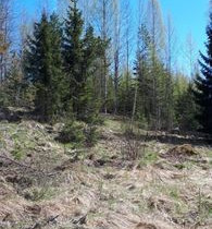 1.01 ha, Alangontie 3, Mikkeli, Tontit, Mikkeli, Tori.fi 1.01 ha, Alangontie 3, Mikkeli, Tontit, Mikkeli, Tori.fi