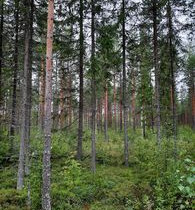 Matinsalontie -, Kangasniemi, Metsätilat ja maatilat, Kangasniemi, Tori.fi Matinsalontie -, Kangasniemi, Metsätilat ja maatilat, Kangasniemi, Tori.fi