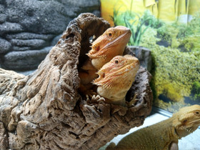 Parta-agama poikasia, Muut eläimet, Lemmikkieläimet, Nurmijärvi, Tori.fi Parta-agama poikasia, Muut eläimet, Lemmikkieläimet, Nurmijärvi, Tori.fi
