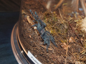 Psalmopoeus irminia + terraario, Muut eläimet, Lemmikkieläimet, Vaasa, Tori.fi Psalmopoeus irminia + terraario, Muut eläimet, Lemmikkieläimet, Vaasa, Tori.fi