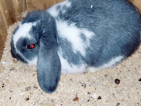 Kääpiöluppakani, Muut eläimet, Lemmikkieläimet, Kustavi, Tori.fi Kääpiöluppakani, Muut eläimet, Lemmikkieläimet, Kustavi, Tori.fi