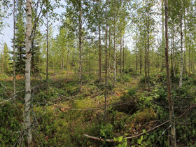 Metsätila, Metsätilat ja maatilat, Kihniö, Tori.fi Metsätila, Metsätilat ja maatilat, Kihniö, Tori.fi