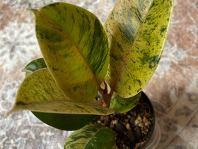 Ficus elastica Shivereana , Kasvit ja siemenet, Piha ja puutarha, Lahti, Tori.fi Ficus elastica Shivereana , Kasvit ja siemenet, Piha ja puutarha, Lahti, Tori.fi
