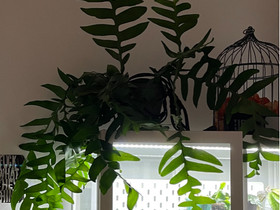 Selenicereus chrysocardium juurtuneita pistokkaita, Kasvit ja siemenet, Piha ja puutarha, Lahti, Tori.fi Selenicereus chrysocardium juurtuneita pistokkaita, Kasvit ja siemenet, Piha ja puutarha, Lahti, Tori.fi