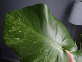 Monstera 'variegata', Kasvit ja siemenet, Piha ja puutarha, Uusikaupunki, Tori.fi Monstera 'variegata', Kasvit ja siemenet, Piha ja puutarha, Uusikaupunki, Tori.fi