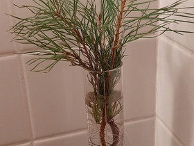Nupullinen pöytäkuusi & maljakko, Kasvit ja siemenet, Piha ja puutarha, Kauniainen, Tori.fi Nupullinen pöytäkuusi & maljakko, Kasvit ja siemenet, Piha ja puutarha, Kauniainen, Tori.fi