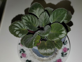 Saintpaulia pistokas vaaleanpunainen, Kasvit ja siemenet, Piha ja puutarha, Lempäälä, Tori.fi Saintpaulia pistokas vaaleanpunainen, Kasvit ja siemenet, Piha ja puutarha, Lempäälä, Tori.fi