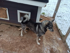 Jämtlanninpystykorva narttu, Koirat, Lemmikkieläimet, Kajaani, Tori.fi Jämtlanninpystykorva narttu, Koirat, Lemmikkieläimet, Kajaani, Tori.fi