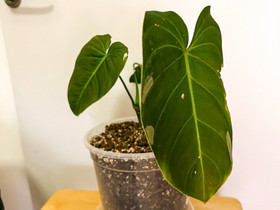 Philodendron Glorious, Kasvit ja siemenet, Piha ja puutarha, Helsinki, Tori.fi Philodendron Glorious, Kasvit ja siemenet, Piha ja puutarha, Helsinki, Tori.fi