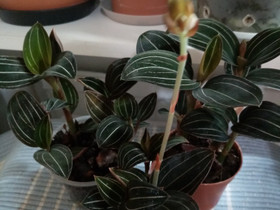 Orkidea Ludisia Discolor, Kasvit ja siemenet, Piha ja puutarha, Helsinki, Tori.fi Orkidea Ludisia Discolor, Kasvit ja siemenet, Piha ja puutarha, Helsinki, Tori.fi