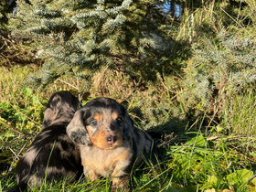 Pitkäkarvaisia kääpiömäyräkoiranpentuja, Koirat, Lemmikkieläimet, Seinäjoki, Tori.fi Pitkäkarvaisia kääpiömäyräkoiranpentuja, Koirat, Lemmikkieläimet, Seinäjoki, Tori.fi