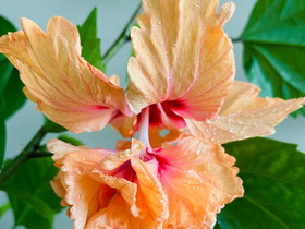 Hibiscus, Kasvit ja siemenet, Piha ja puutarha, Espoo, Tori.fi Hibiscus, Kasvit ja siemenet, Piha ja puutarha, Espoo, Tori.fi