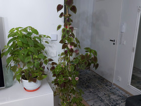 Pitkä kasvis ruukun kanssa, Kasvit ja siemenet, Piha ja puutarha, Vantaa, Tori.fi Pitkä kasvis ruukun kanssa, Kasvit ja siemenet, Piha ja puutarha, Vantaa, Tori.fi