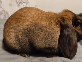 Kääpiöluppa, Muut eläimet, Lemmikkieläimet, Helsinki, Tori.fi Kääpiöluppa, Muut eläimet, Lemmikkieläimet, Helsinki, Tori.fi