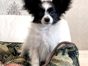 Papillon pennut, Koirat, Lemmikkieläimet, Nurmijärvi, Tori.fi Papillon pennut, Koirat, Lemmikkieläimet, Nurmijärvi, Tori.fi