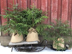 Metsäkuusi juuttisäkissä, Ruukut, kivet ja koristeet, Piha ja puutarha, Tuusula, Tori.fi Metsäkuusi juuttisäkissä, Ruukut, kivet ja koristeet, Piha ja puutarha, Tuusula, Tori.fi
