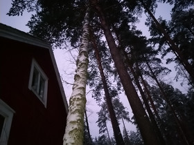 Konkelo koivu, Maatalous, Hämeenlinna, Tori.fi