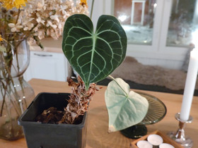 Anthurium clarinervium, Kasvit ja siemenet, Piha ja puutarha, Salo, Tori.fi Anthurium clarinervium, Kasvit ja siemenet, Piha ja puutarha, Salo, Tori.fi