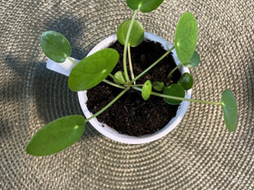 Kilpipiilea, Kasvit ja siemenet, Piha ja puutarha, Turku, Tori.fi Kilpipiilea, Kasvit ja siemenet, Piha ja puutarha, Turku, Tori.fi
