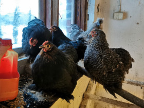 Kääpiö-Kochin kanoja, Muut eläimet, Lemmikkieläimet, Kitee, Tori.fi Kääpiö-Kochin kanoja, Muut eläimet, Lemmikkieläimet, Kitee, Tori.fi
