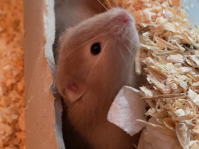 Syyrianhamsteri naaraat, Jyrsijät, Lemmikkieläimet, Seinäjoki, Tori.fi Syyrianhamsteri naaraat, Jyrsijät, Lemmikkieläimet, Seinäjoki, Tori.fi