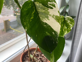 Monstera varieagata, Kasvit ja siemenet, Piha ja puutarha, Lappeenranta, Tori.fi Monstera varieagata, Kasvit ja siemenet, Piha ja puutarha, Lappeenranta, Tori.fi