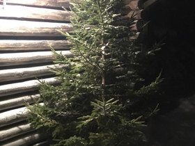 Joulukuusi, Metsätilat ja maatilat, Lumijoki, Tori.fi Joulukuusi, Metsätilat ja maatilat, Lumijoki, Tori.fi