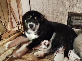 Kaukasiankoiran uros pentu, Koirat, Lemmikkieläimet, Pielavesi, Tori.fi Kaukasiankoiran uros pentu, Koirat, Lemmikkieläimet, Pielavesi, Tori.fi