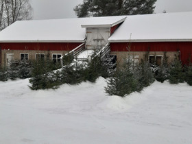 Joulukuusia, Muu piha ja puutarha, Piha ja puutarha, Joensuu, Tori.fi Joulukuusia, Muu piha ja puutarha, Piha ja puutarha, Joensuu, Tori.fi