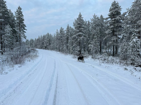 Edullinen metsätila Oulun pohjoispuolelta, Metsätilat ja maatilat, Oulu, Tori.fi Edullinen metsätila Oulun pohjoispuolelta, Metsätilat ja maatilat, Oulu, Tori.fi