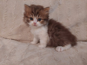 Selkirk rex, Kissat, Lemmikkieläimet, Lappeenranta, Tori.fi Selkirk rex, Kissat, Lemmikkieläimet, Lappeenranta, Tori.fi