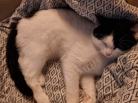 Maatiaskissa tyttö, Kissat, Lemmikkieläimet, Kajaani, Tori.fi Maatiaskissa tyttö, Kissat, Lemmikkieläimet, Kajaani, Tori.fi