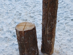 Jätkänkynttilä, Muu piha ja puutarha, Piha ja puutarha, Kangasala, Tori.fi Jätkänkynttilä, Muu piha ja puutarha, Piha ja puutarha, Kangasala, Tori.fi