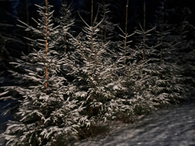 Joulukuusia, Muu piha ja puutarha, Piha ja puutarha, Laukaa, Tori.fi Joulukuusia, Muu piha ja puutarha, Piha ja puutarha, Laukaa, Tori.fi