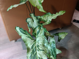 Iso Syngonium 3 Kings, Kasvit ja siemenet, Piha ja puutarha, Tampere, Tori.fi Iso Syngonium 3 Kings, Kasvit ja siemenet, Piha ja puutarha, Tampere, Tori.fi