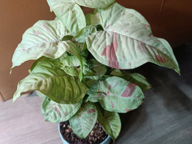Syngonium Milk Confetti, Kasvit ja siemenet, Piha ja puutarha, Tampere, Tori.fi Syngonium Milk Confetti, Kasvit ja siemenet, Piha ja puutarha, Tampere, Tori.fi