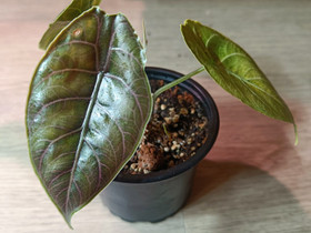 Alocasia Azlanii, Kasvit ja siemenet, Piha ja puutarha, Tampere, Tori.fi Alocasia Azlanii, Kasvit ja siemenet, Piha ja puutarha, Tampere, Tori.fi