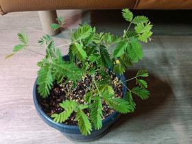 Tuntokasvi (Mimosa Pudica), Kasvit ja siemenet, Piha ja puutarha, Tampere, Tori.fi Tuntokasvi (Mimosa Pudica), Kasvit ja siemenet, Piha ja puutarha, Tampere, Tori.fi